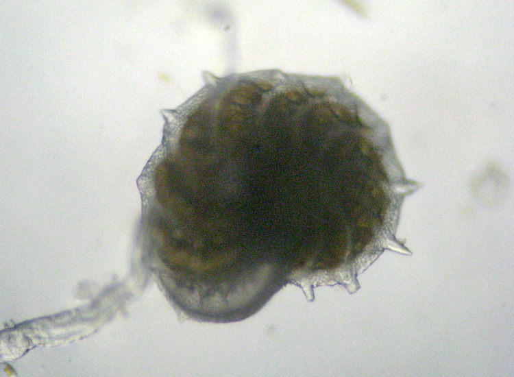 I Foraminifera come non li avevo mai visti!